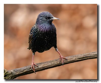 Spreeuw - Starling
