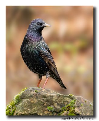 Spreeuw - Starling
