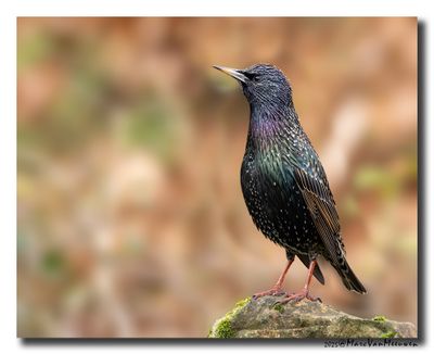 Spreeuw - Starling