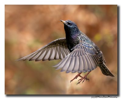 Spreeuw - Starling