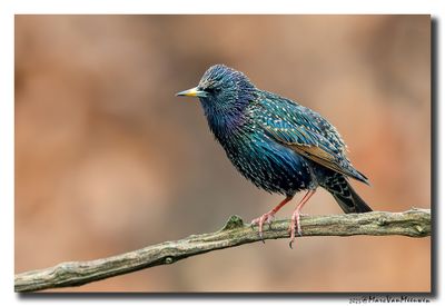 Spreeuw - Starling