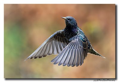 Spreeuw - Starling