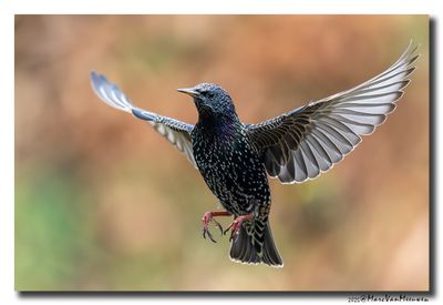 Spreeuw - Starling