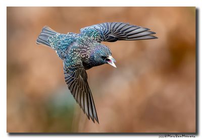 Spreeuw - Starling