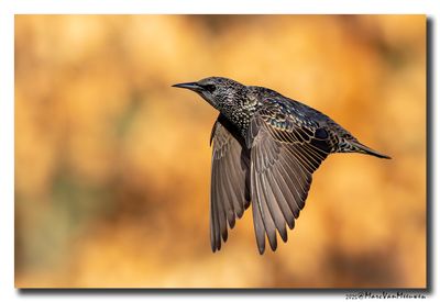 Spreeuw - Starling