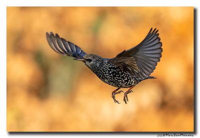 Spreeuw - Starling