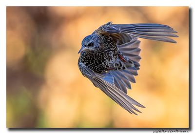 Spreeuw - Starling
