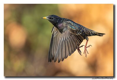 Spreeuw - Starling