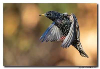 Spreeuw - Starling