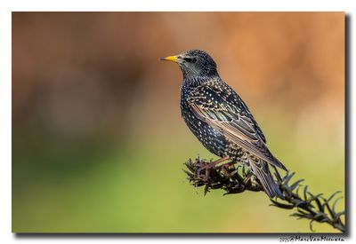 Spreeuw - Starling
