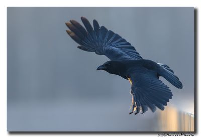 Zwarte Kraai - Carrion Crow