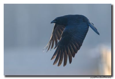 Zwarte Kraai - Carrion Crow