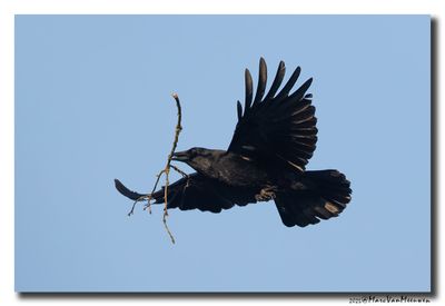Zwarte Kraai - Carrion Crow