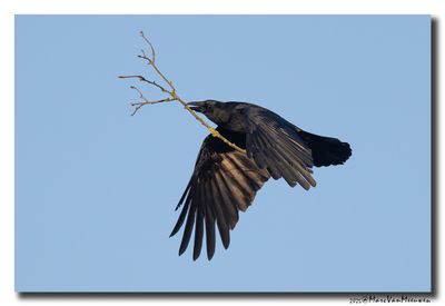 Zwarte Kraai - Carrion Crow