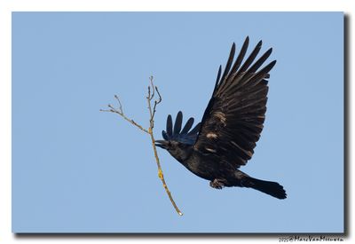 Zwarte Kraai - Carrion Crow