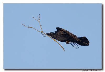 Zwarte Kraai - Carrion Crow