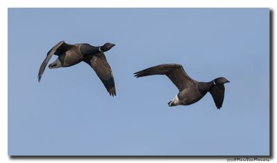 Rotgans - Dark-bellied Brent Goose