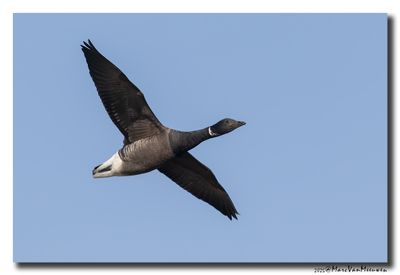Rotgans - Dark-bellied Brent Goose