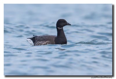Rotgans - Dark-bellied Brent Goose