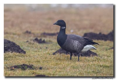 Rotgans - Dark-bellied Brent Goose
