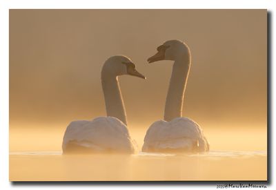 Knobbelzwaan - Mute Swan