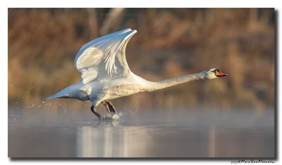 Knobbelzwaan - Mute Swan