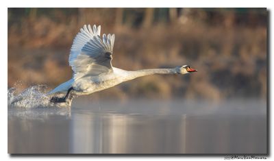 Knobbelzwaan - Mute Swan
