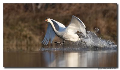Knobbelzwaan - Mute Swan