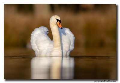 Knobbelzwaan - Mute Swan