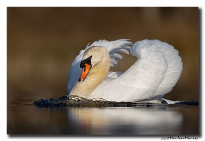 Knobbelzwaan - Mute Swan