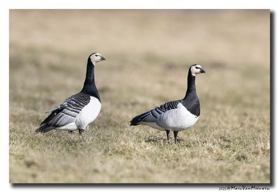Brandgans - Barnacle Goose
