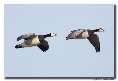 Brandgans - Barnacle Goose