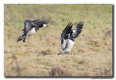 Brandgans - Barnacle Goose