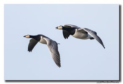 Brandgans - Barnacle Goose