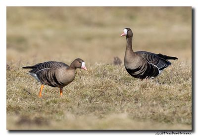 Kolgans - White-fronted Goose