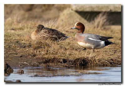 Smient - Wigeon