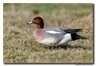 Smient - Wigeon