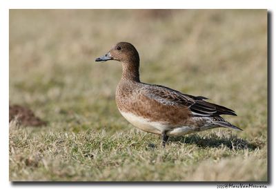 Smient - Wigeon
