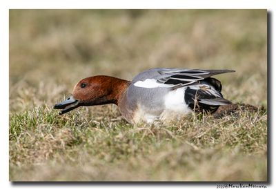 Smient - Wigeon