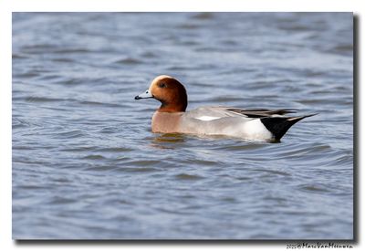 Smient - Wigeon