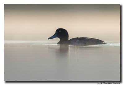 Tafeleend - Pochard