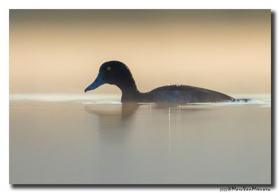 Tafeleend - Pochard