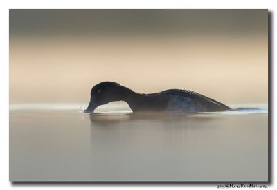 Tafeleend - Pochard