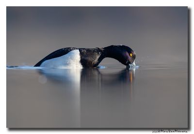 Kuifeend - Tufted Duck