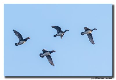 Mandarijneend - Mandarin Duck