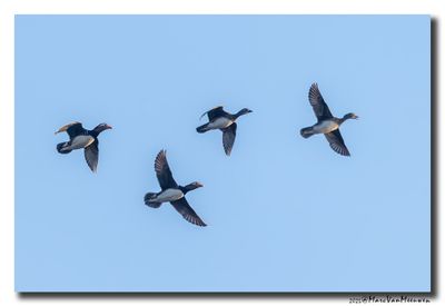 Mandarijneend - Mandarin Duck