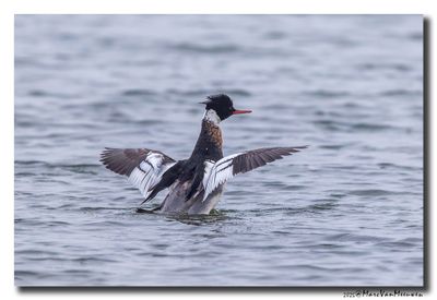 Middelste Zaagbek - Red-breasted Merganser