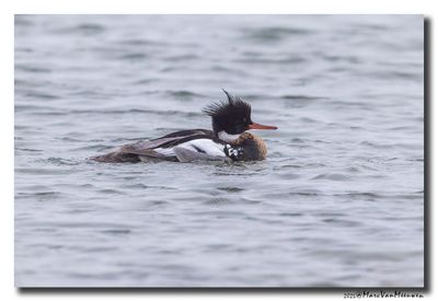 Middelste Zaagbek - Red-breasted Merganser