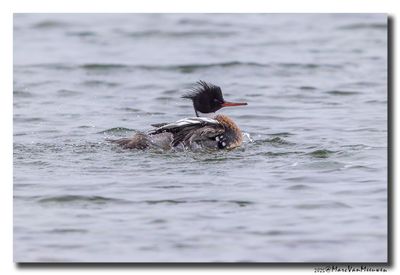 Middelste Zaagbek - Red-breasted Merganser