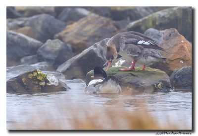 Middelste Zaagbek - Red-breasted Merganser